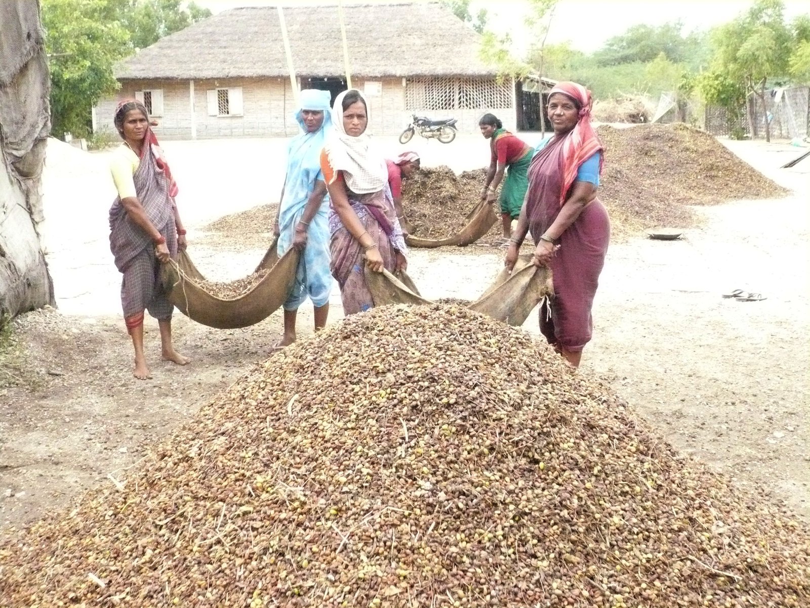 NeemFertiliser (1)