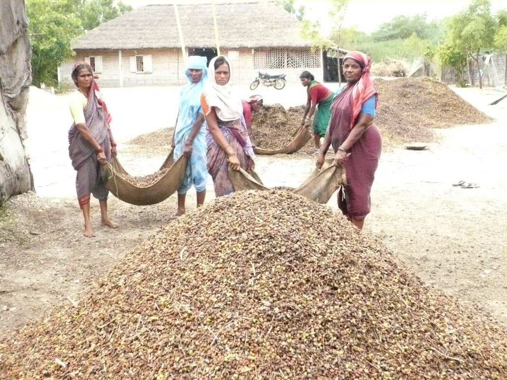 chiguru neem processing